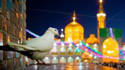 هدیه امام رضا (ع)